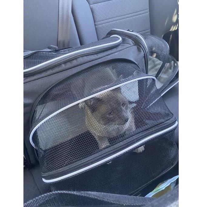 A lost cat's mysterious 2-month, 900-mile journey home to California
